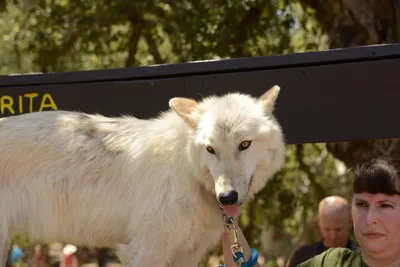 DSC_1658 (Large).JPG